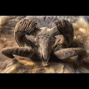 Ariete