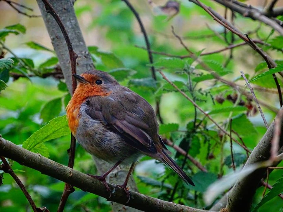 69790506_2143606192615873_2673048075773149184_o