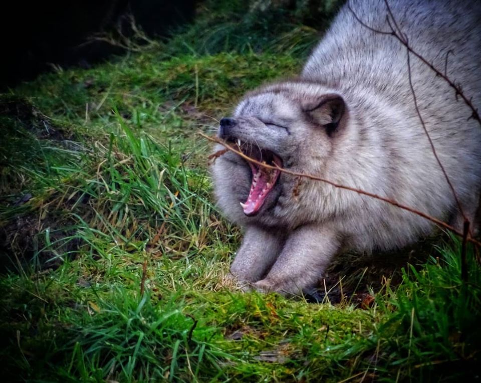 86842107_2278162925826865_3015953810804703232_o