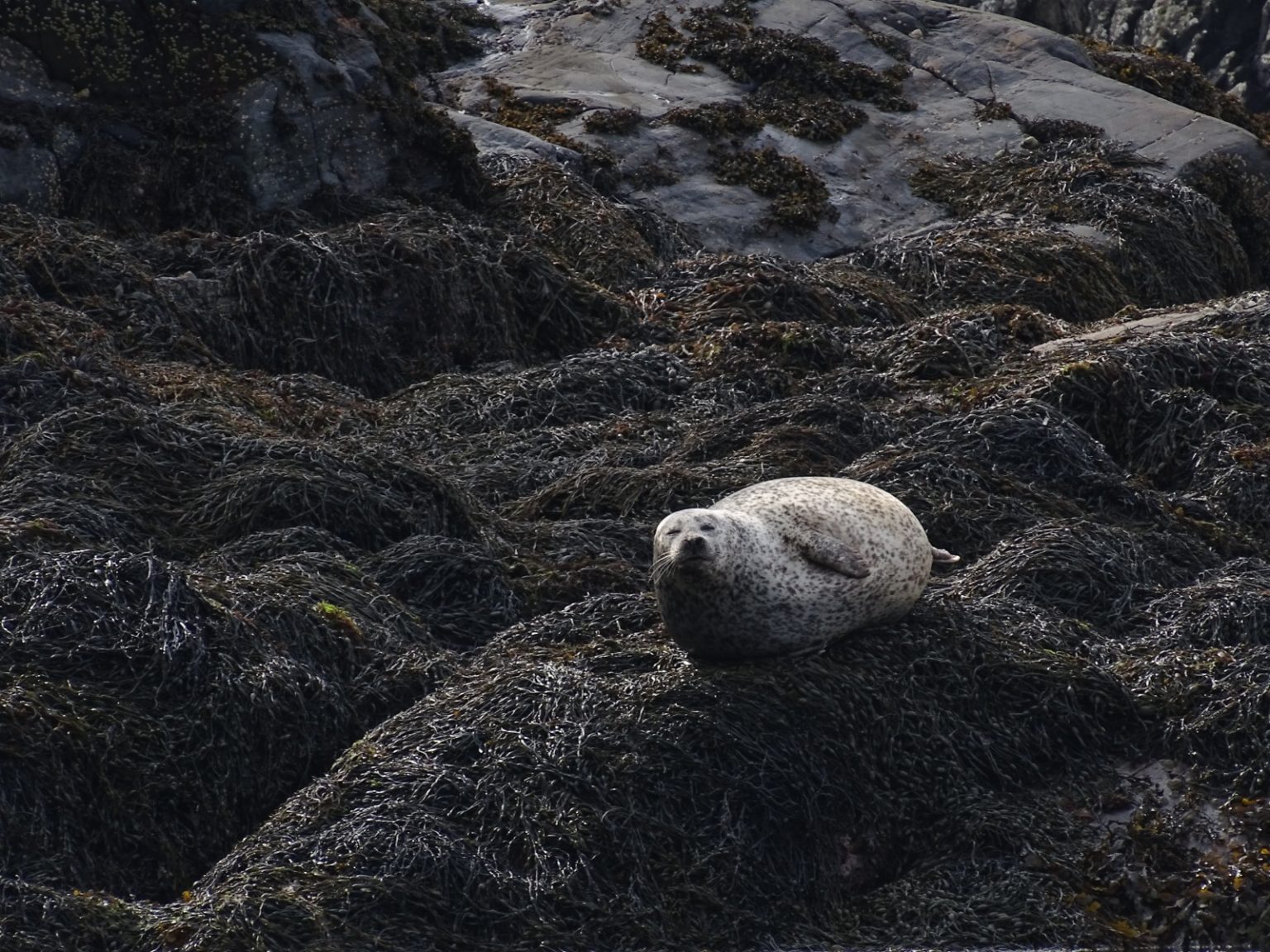 WhatsApp-Image-2020-05-31-at-11.37.19-2-1536×1152