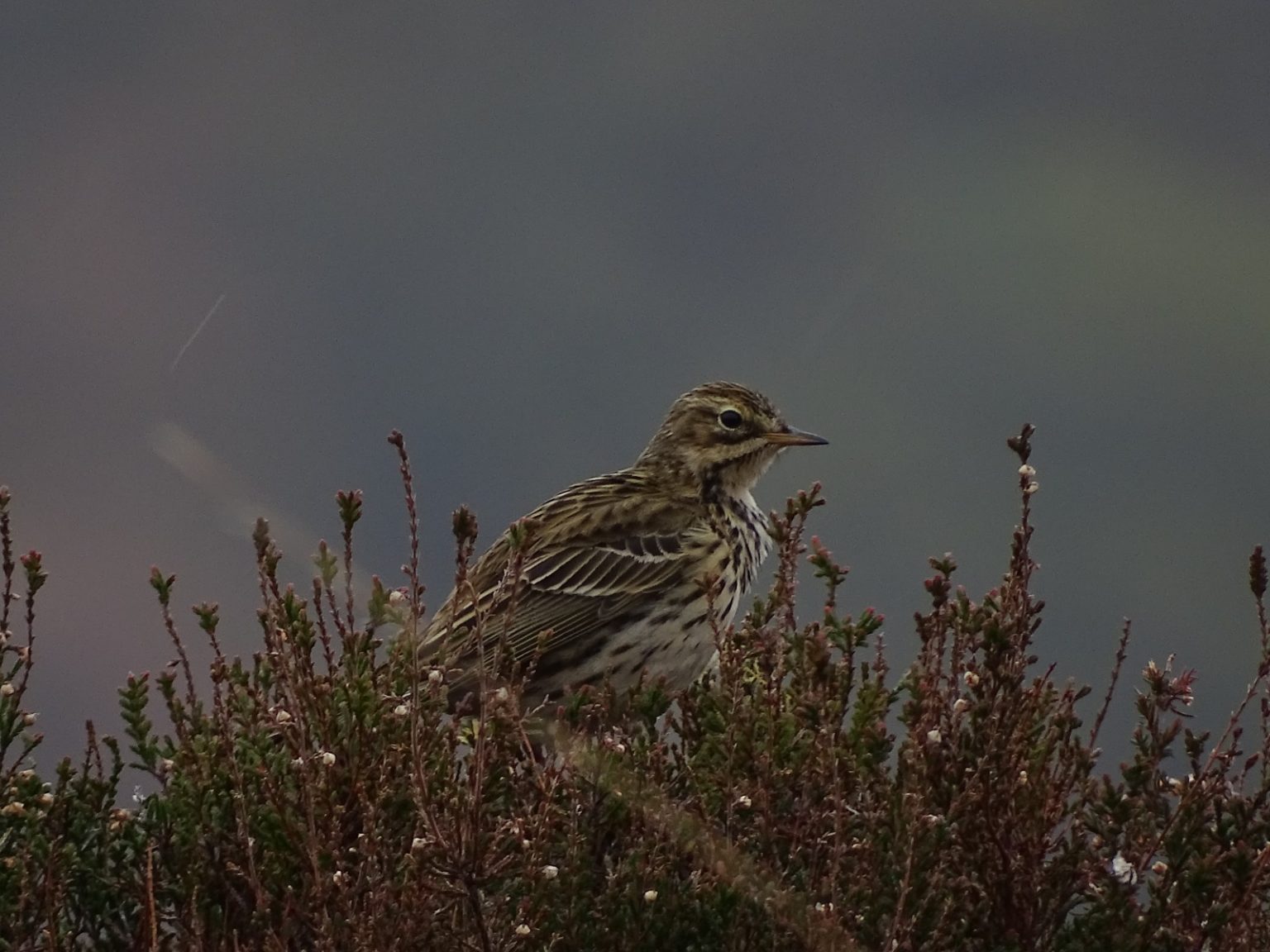 WhatsApp-Image-2020-05-31-at-11.37.20-1-1536×1152