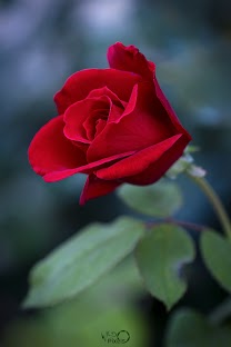 rosa rossa 2