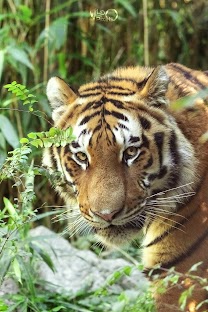 sguardo tigre wild