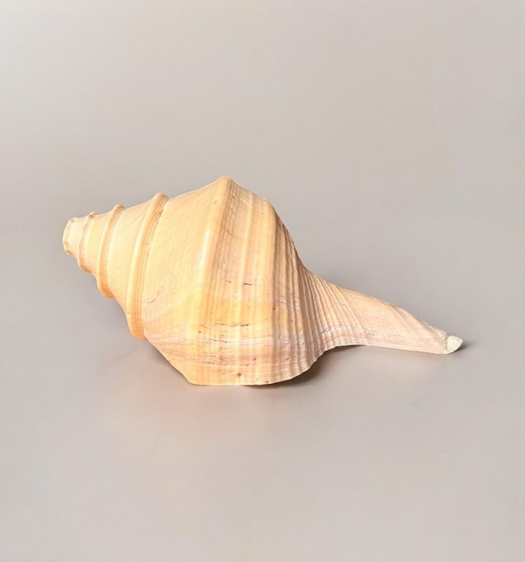 Conchiglia Syrinx Aruanus su sfondo grigio