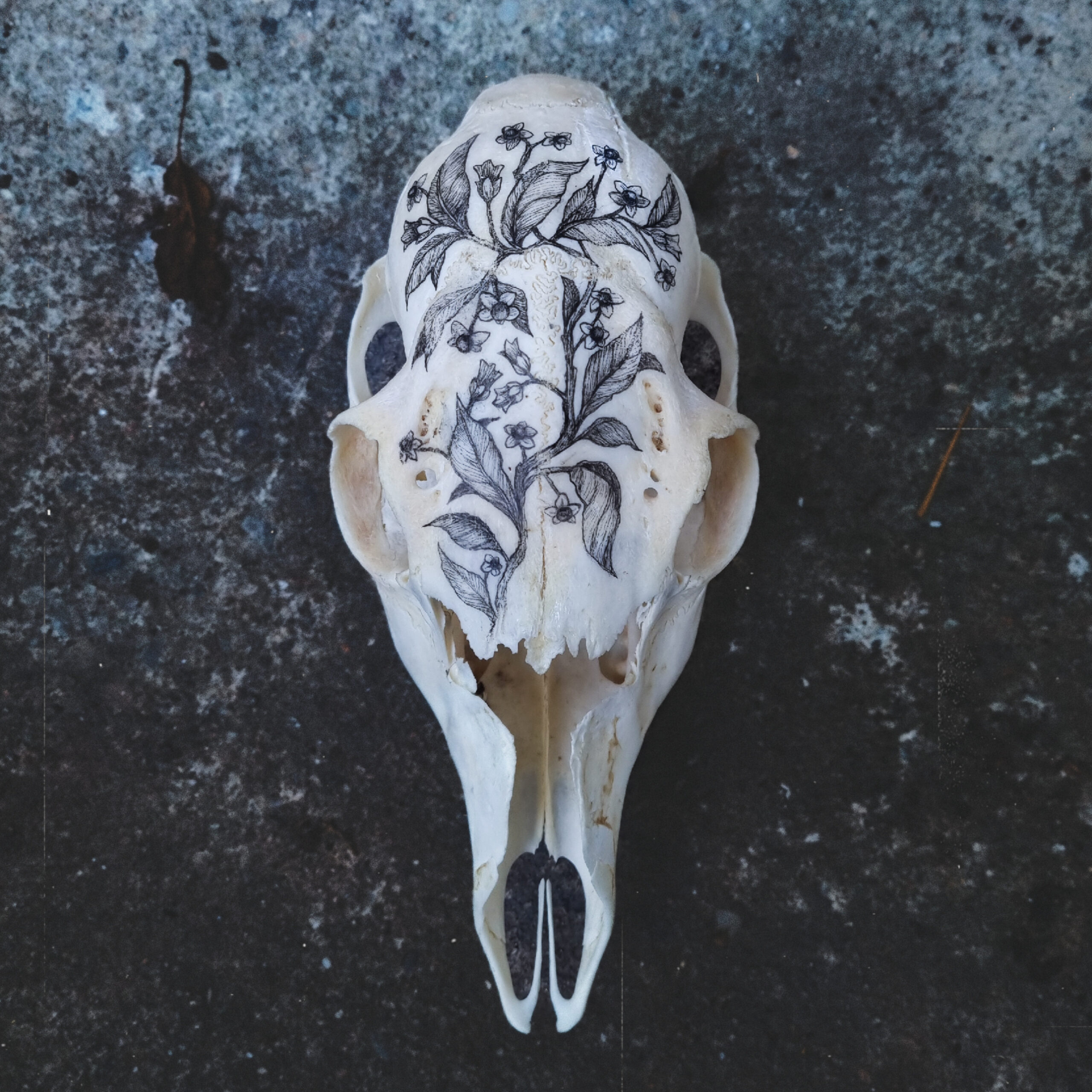 Teschio di capriolo femmina decorato a inchiostro con Atropa belladonna