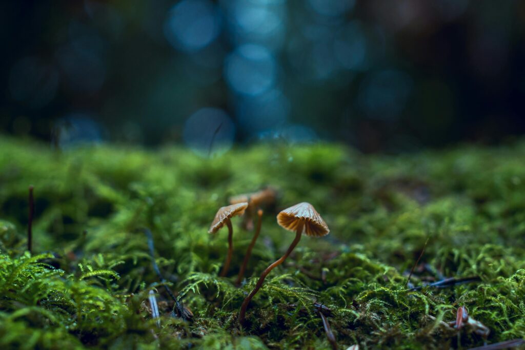 Fotografia con tre funghi nel bosco