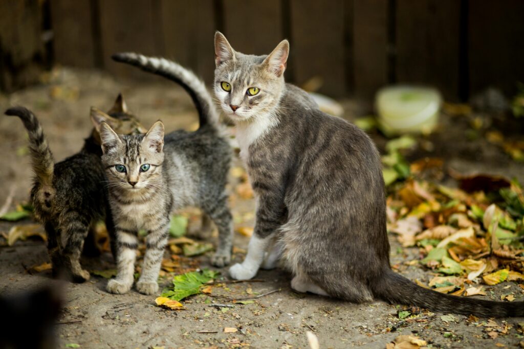fotografia di tre gatti