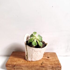 Osteo Botanica - Small