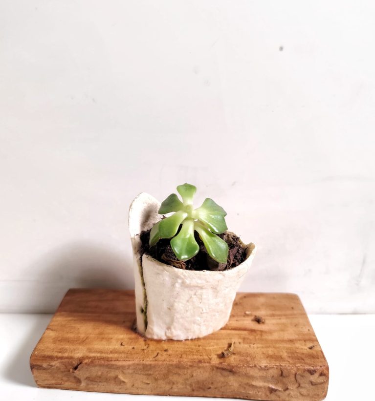 Osteo Botanica - Small