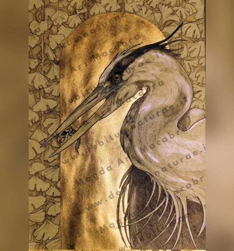 ILLUSTRAZIONE AIRONE