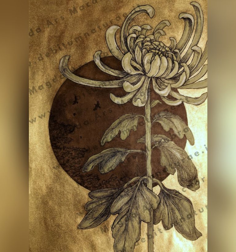 ILLUSTRAZIONE CRISANTEMO