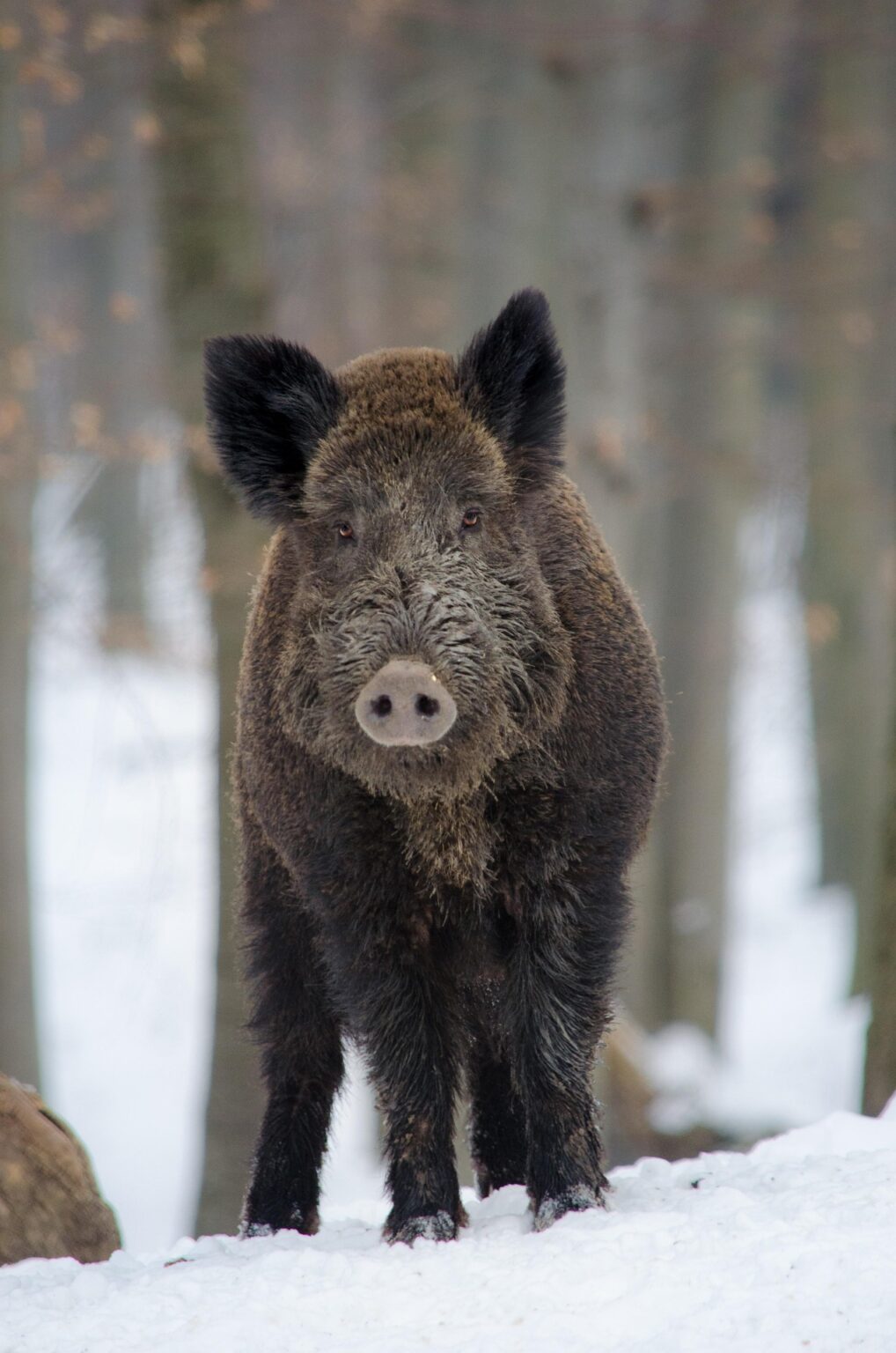 wild boar 3240210 1920
