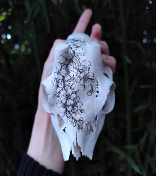 Fiori di ciliegio su cranio di capriolo decorato a inchiostro.