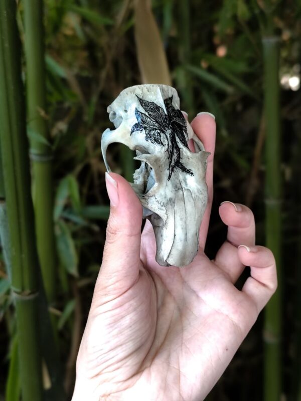 Mandragora su cranio di nutria - immagine 2