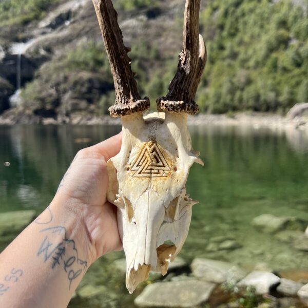 VALKNUT: teschio di capriolo con Valknut inciso - immagine 2