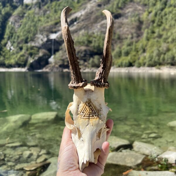 teschio di capriolo con sfondo lago
