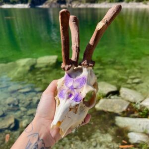 Teschio di capriolo con palchi deformi, decorato con Violetta e cabochon di Ametista