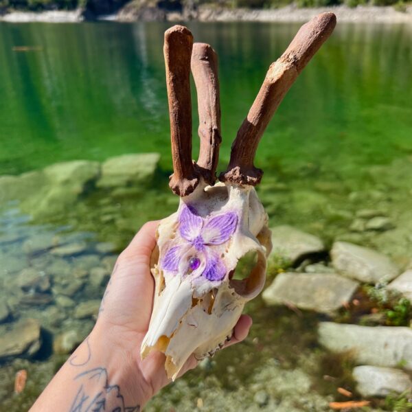 Teschio di capriolo con palchi deformi, decorato con Violetta e cabochon di Ametista