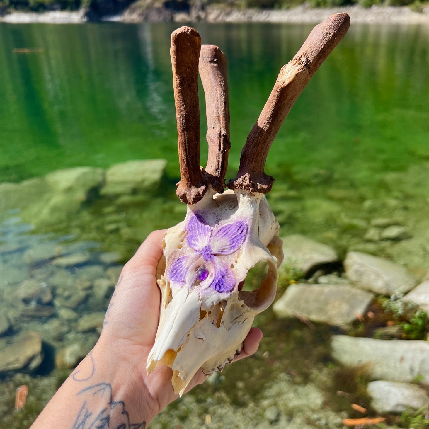 Teschio di capriolo con palchi deformi, decorato con Violetta e cabochon di Ametista