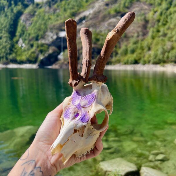 Teschio di capriolo con palchi deformi, decorato con Violetta e cabochon di Ametista - immagine 2