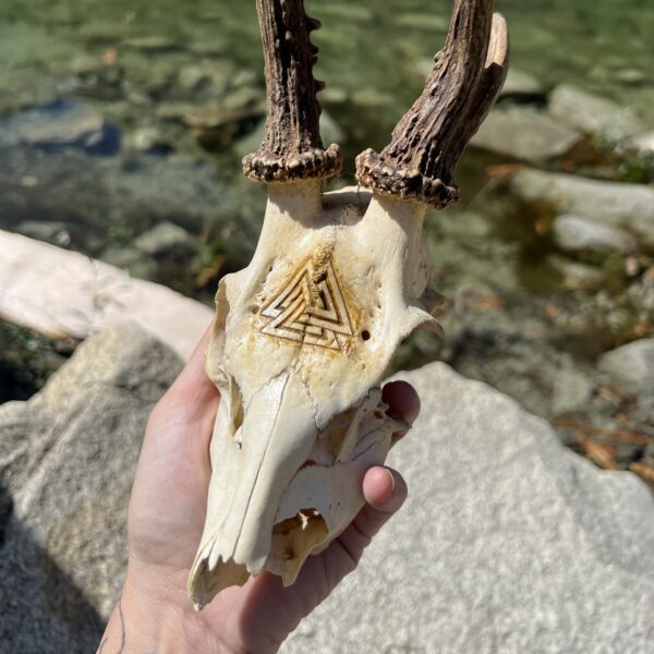 VALKNUT: teschio di capriolo con Valknut inciso - immagine 3