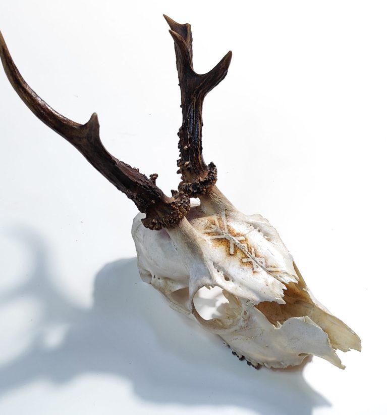 Serie Norse VI – Cranio di capriolo con Bindrune