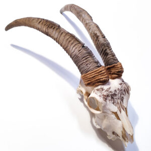 Botanica Serie I – Cranio di capra con Atropa Belladonna