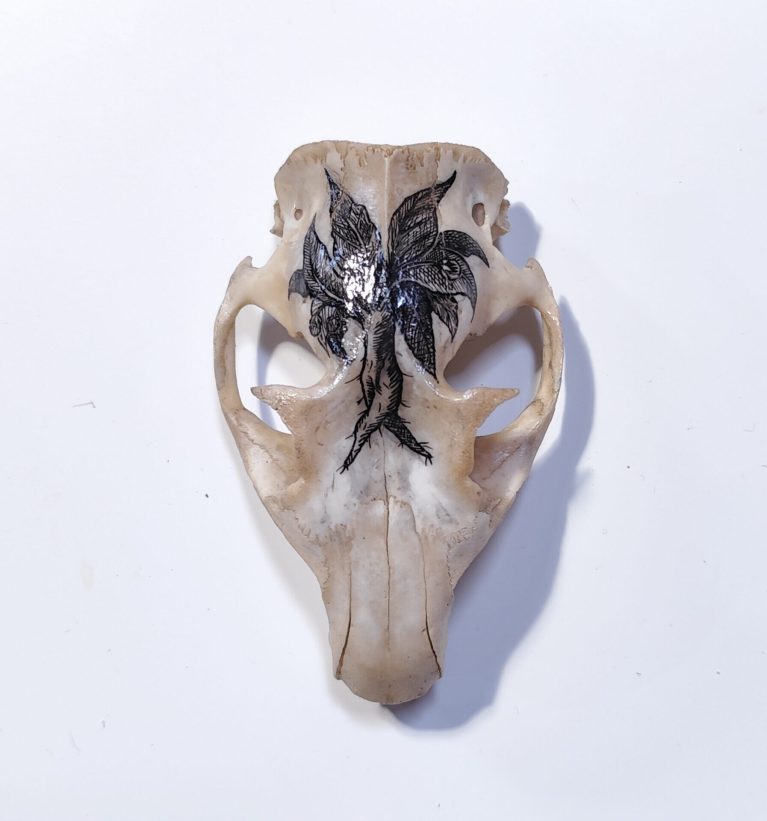 Botanica Serie II – Cranio di marmotta con Mandragora