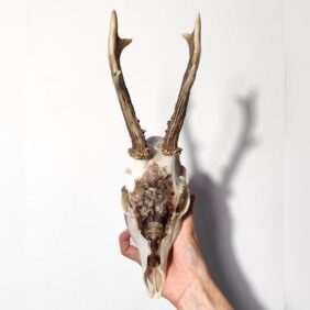 Cranio di capriolo eticamente recuperato, decorato a mano a inchiostro con illustrazione ispirata al tempio di Hakone. Arte naturale e contemplativa.