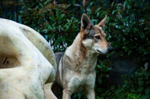 Cane lupo Freja vicino a resti di elefante