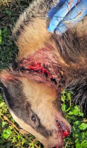 Tasso ritrovato con trappola attorno al collo