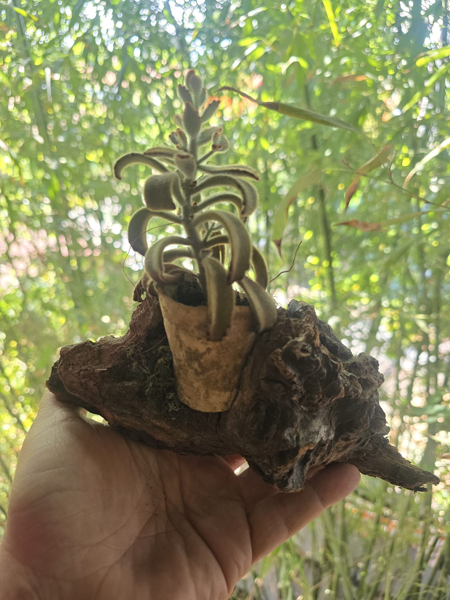 Osteo Botanica – Medium