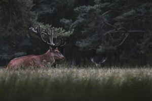 pexels vincent ma janssen 8633158