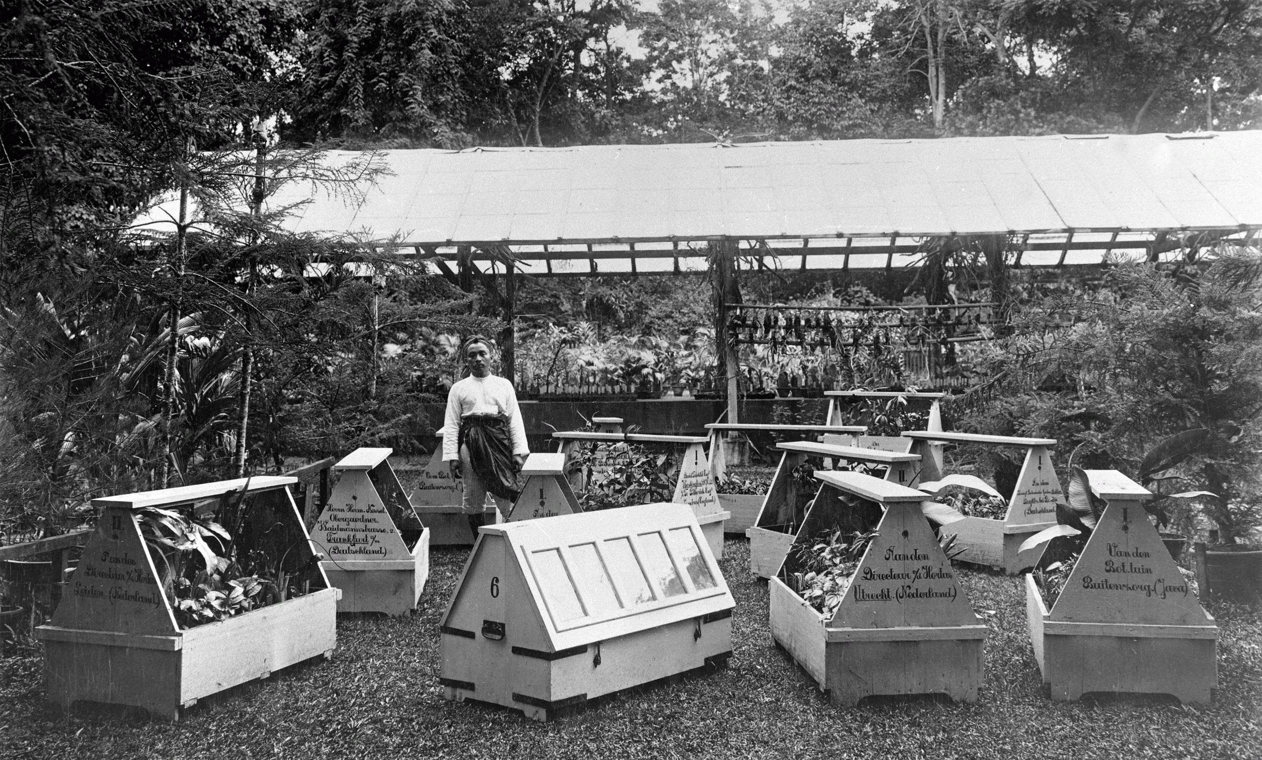 8552 keogh wardian case Buitenzorg Botanic Gardens