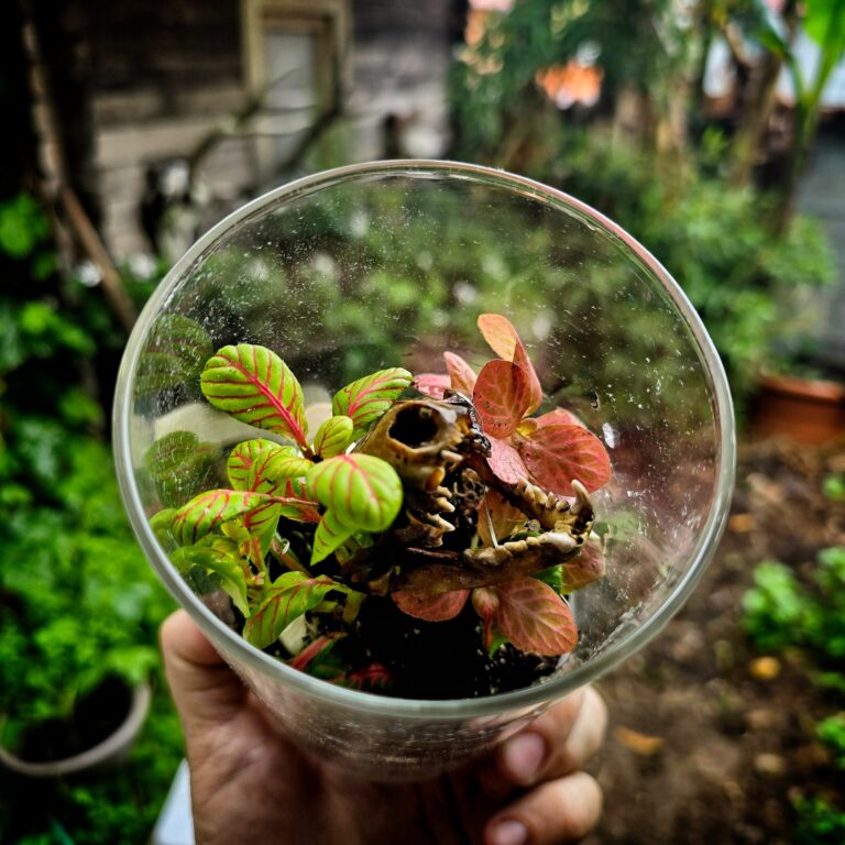 Terrario