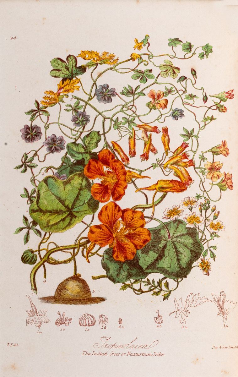Elizabeth Twining, (1805-1889)